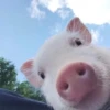 ludicrous animals 26