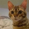 ludicrous animals 27