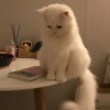 Meow kitty’s 26