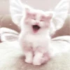 Meow kitty’s 28