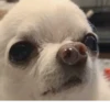 ludicrous animals 28