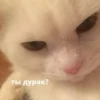 Стикеры @stickrubot @textmeru_bot 15