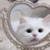 Meow kitty’s 29