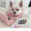ludicrous animals 30