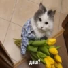 Стики 0839 из @Anonymnyi_chat_bot 6