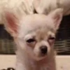 happy_dogs 6