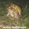 Стики 0839 из @Anonymnyi_chat_bot 8