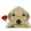 nose 7