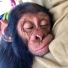 MONKEYS BY @bambinaaaaa 5