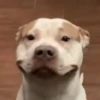 happy_dogs 7