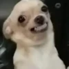 happy_dogs 9
