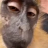 MONKEYS BY @bambinaaaaa 8
