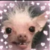 happy_dogs 12