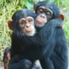 MONKEYS BY @bambinaaaaa 9