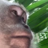 MONKEYS BY @bambinaaaaa 10