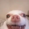 happy_dogs 13