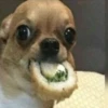 happy_dogs 15