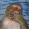 MONKEYS BY @bambinaaaaa 11