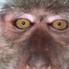 MONKEYS BY @bambinaaaaa 12