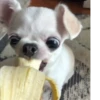 happy_dogs 16