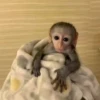 MONKEYS BY @bambinaaaaa 13