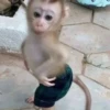 MONKEYS BY @bambinaaaaa 14