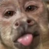 MONKEYS BY @bambinaaaaa 16