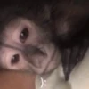 MONKEYS BY @bambinaaaaa 17