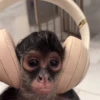 MONKEYS BY @bambinaaaaa 18