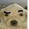 nose 15