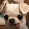 happy_dogs 18