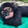 MONKEYS BY @bambinaaaaa 19