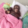 MONKEYS BY @bambinaaaaa 20
