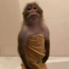 MONKEYS BY @bambinaaaaa 21