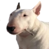 happy_dogs 20