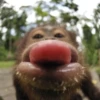 MONKEYS BY @bambinaaaaa 22
