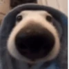 nose 17