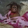 MONKEYS BY @bambinaaaaa 23