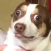 happy_dogs 23