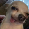 happy_dogs 24