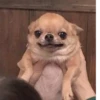 happy_dogs 25