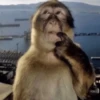 MONKEYS BY @bambinaaaaa 24