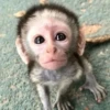 MONKEYS BY @bambinaaaaa 25