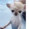 happy_dogs 26