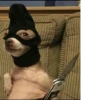happy_dogs 27