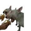 happy_dogs 28