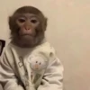 MONKEYS BY @bambinaaaaa 26