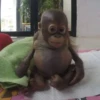 MONKEYS BY @bambinaaaaa 27