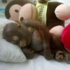 MONKEYS BY @bambinaaaaa 28