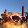 happy_dogs 29